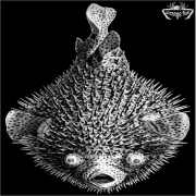 Various Artists: Strange Fish